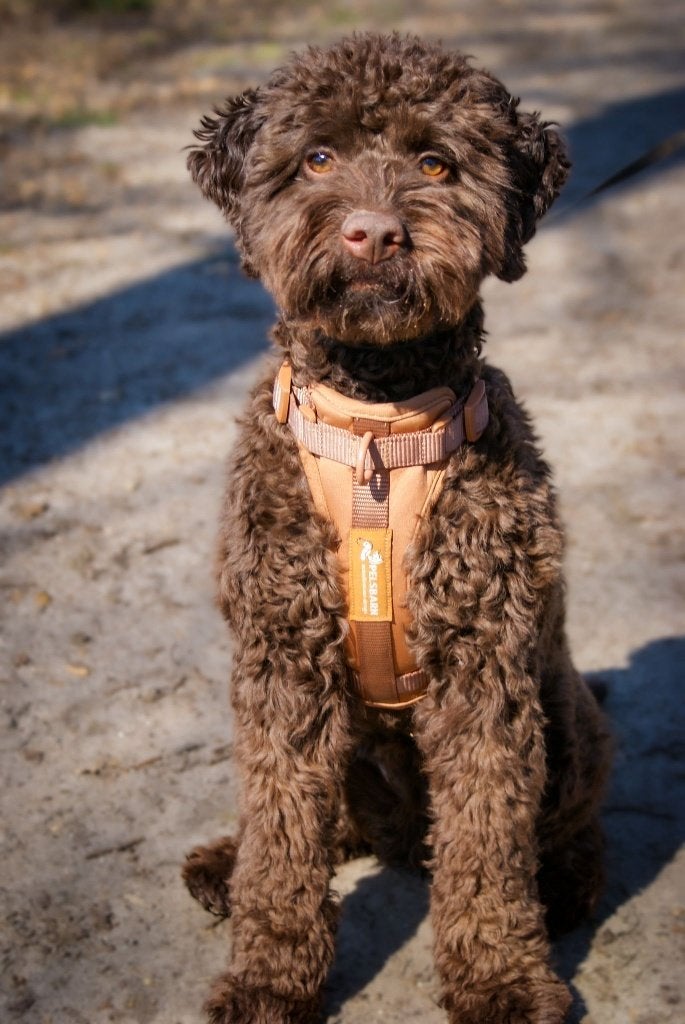 Pelsbarn honden tuigje maat S, Dieren en Toebehoren, Honden-accessoires, Overige merken, Ophalen of Verzenden, Zo goed als nieuw