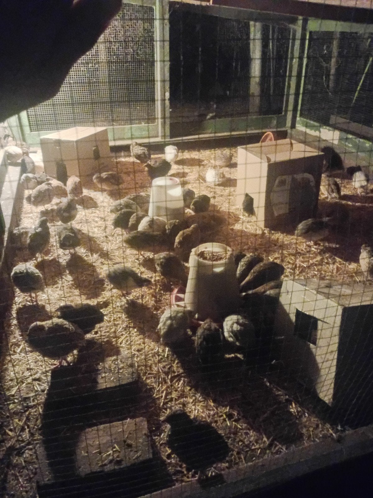Kwartelhennen van 8 weken., Dieren en Toebehoren, Vrouwelijk, Overige soorten