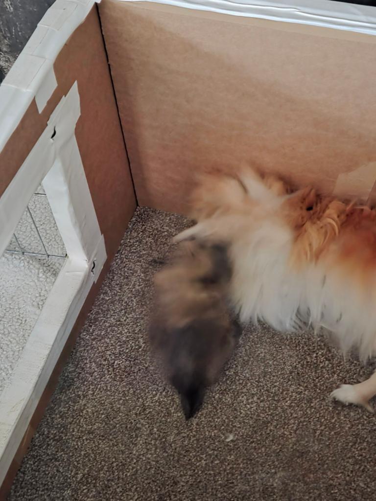 Ini mini pomeriaan pupje, 8 tot 15 weken, Eén hond, Nederland, Particulier