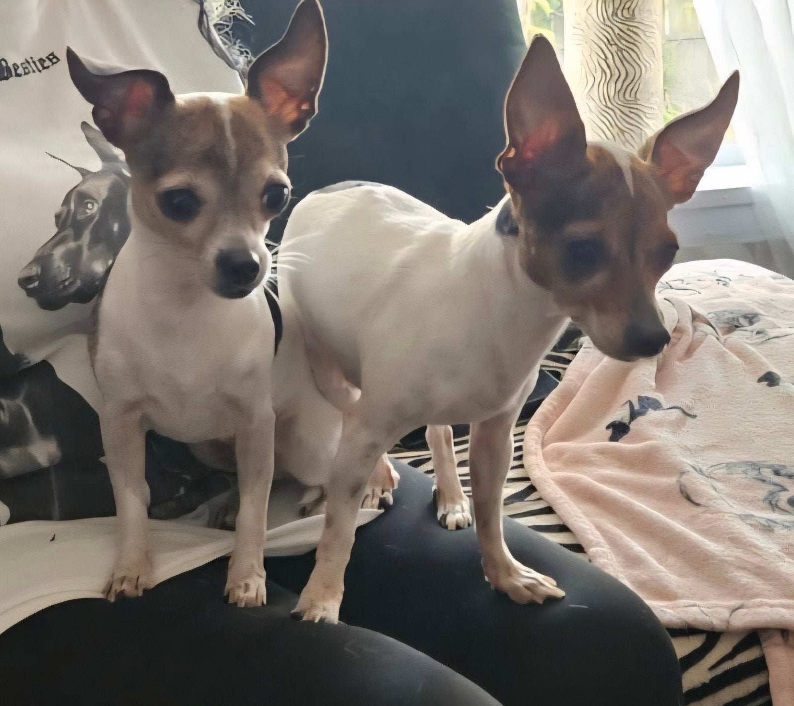 Teefjes chihauhau x jack russel, Dieren en Toebehoren, Honden | Niet-rashonden, 6 jaar of ouder, Teef, Meerdere, Klein