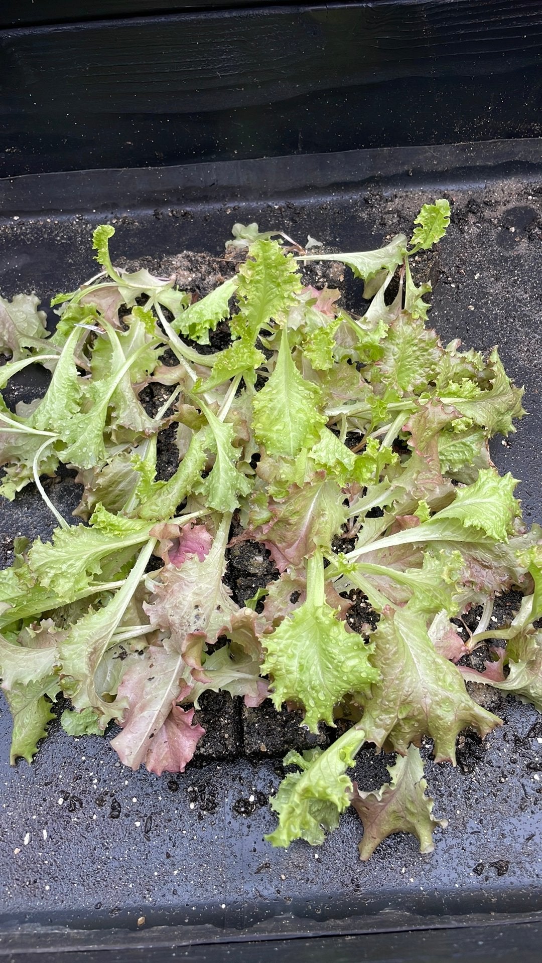 Sla Andijvie rode Sla Palmkool moestuinplantjes, Tuin en Terras, Planten | Tuinplanten, Ophalen, Volle zon, Groenteplanten, Eenjarig