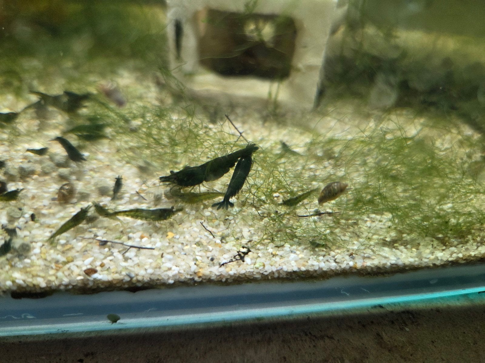 Green jade garnalen (groen), Kreeft, Krab of Garnaal