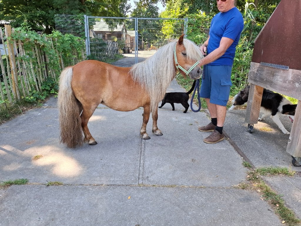 Stamboek shetland pony, Merrie, Met stamboom, Niet van toepassing, A pony (tot 1.17m)