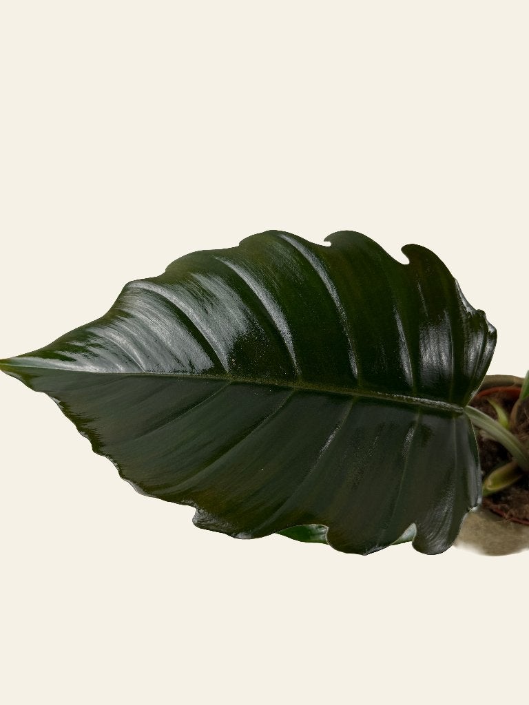 Philodendron Choco Empress p12, Huis en Inrichting, Kamerplanten, Ophalen of Verzenden, In pot, Halfschaduw, Minder dan 100 cm