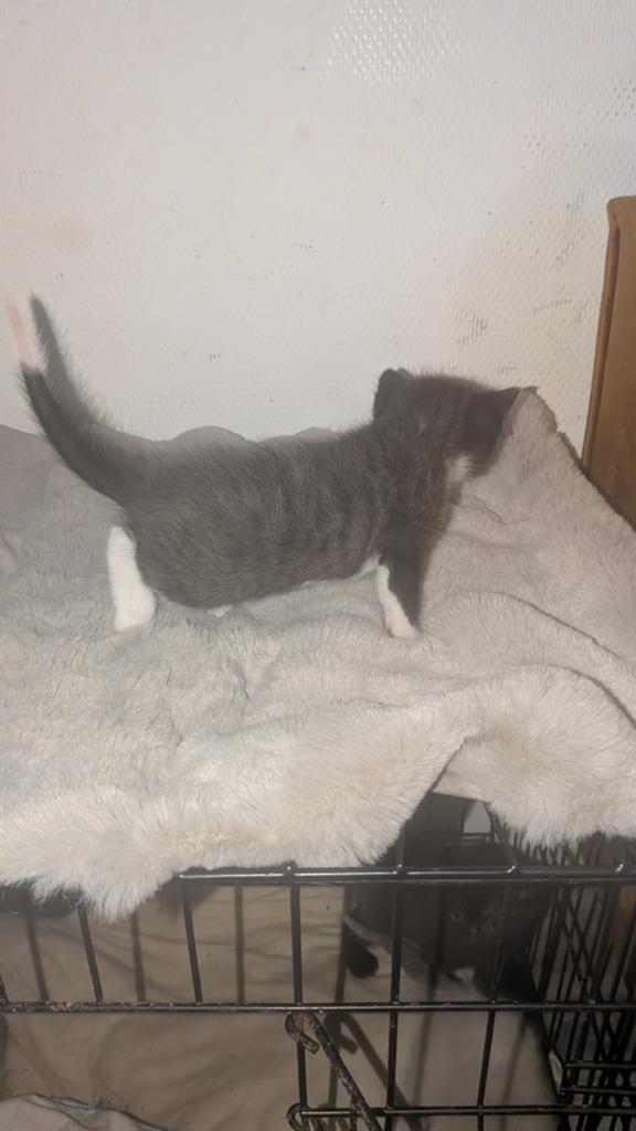 Tekoop super mooie kittens, Dieren en Toebehoren, Meerdere dieren, Ontwormd