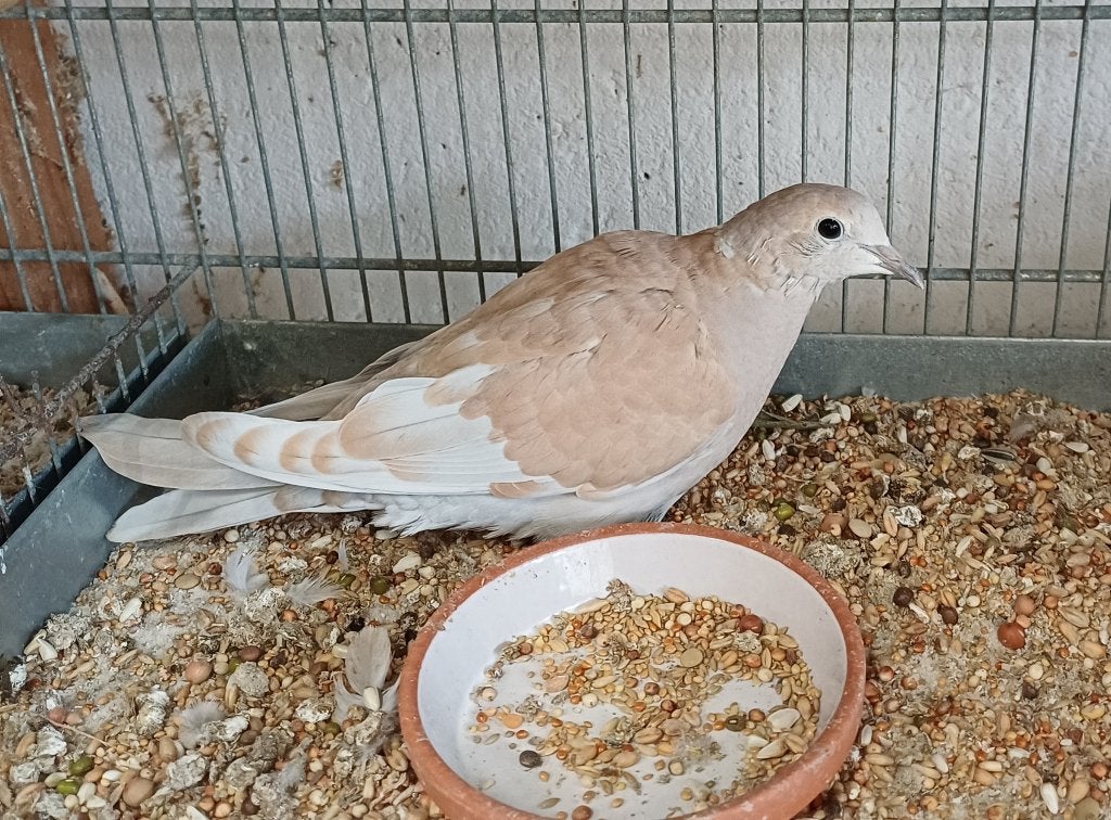 Jonge lachduif phaeo, Dieren en Toebehoren, Mannelijk, Tortelduif