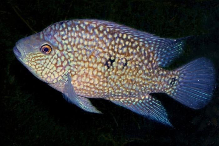Midden Amerikaanse Cichliden: Herichthys carpintis, Dieren en Toebehoren, Vissen | Aquariumvissen, Vis, Zoetwatervis