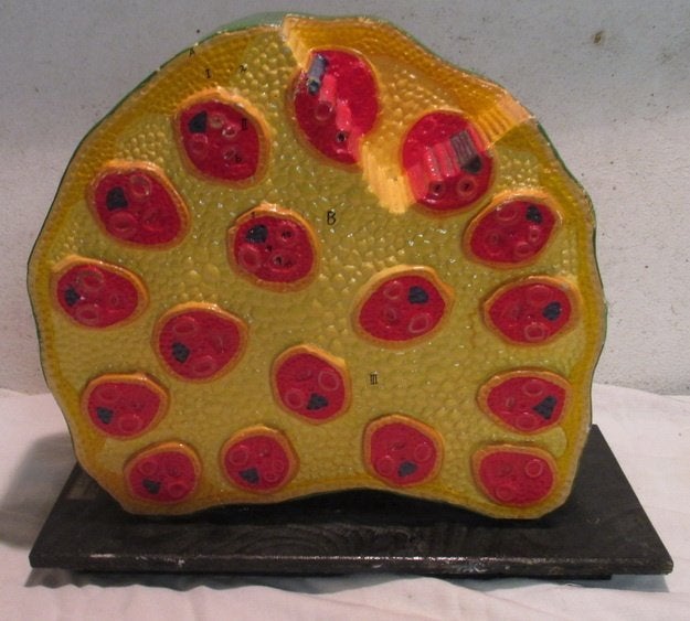 Mooi oud botanisch model ve plant jaren 30/40 in plaaster, Antiek en Kunst, Verzenden