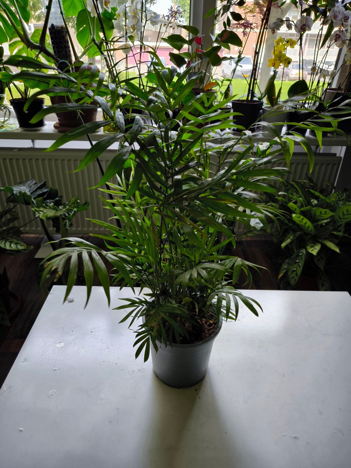 Chamaedorea Elegans - Mexicaanse Dwergpalm, Palm, In pot, Minder dan 100 cm, Groene kamerplant