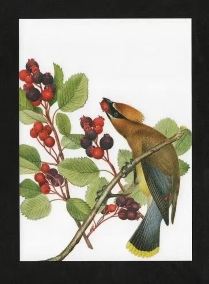Vogel Pestvogel in Krentenboompje., Ophalen of Verzenden, 1980 tot heden, Ongelopen, Vogel