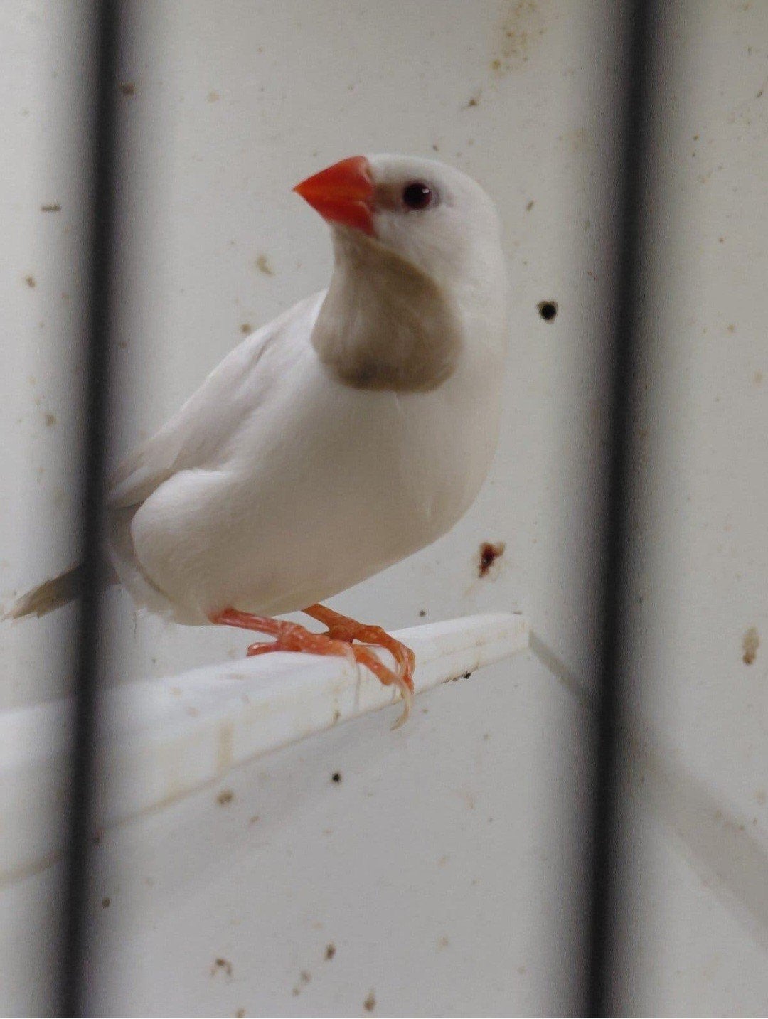 koppel spitsstaarten met 4 jongen, Meerdere dieren, Geringd
