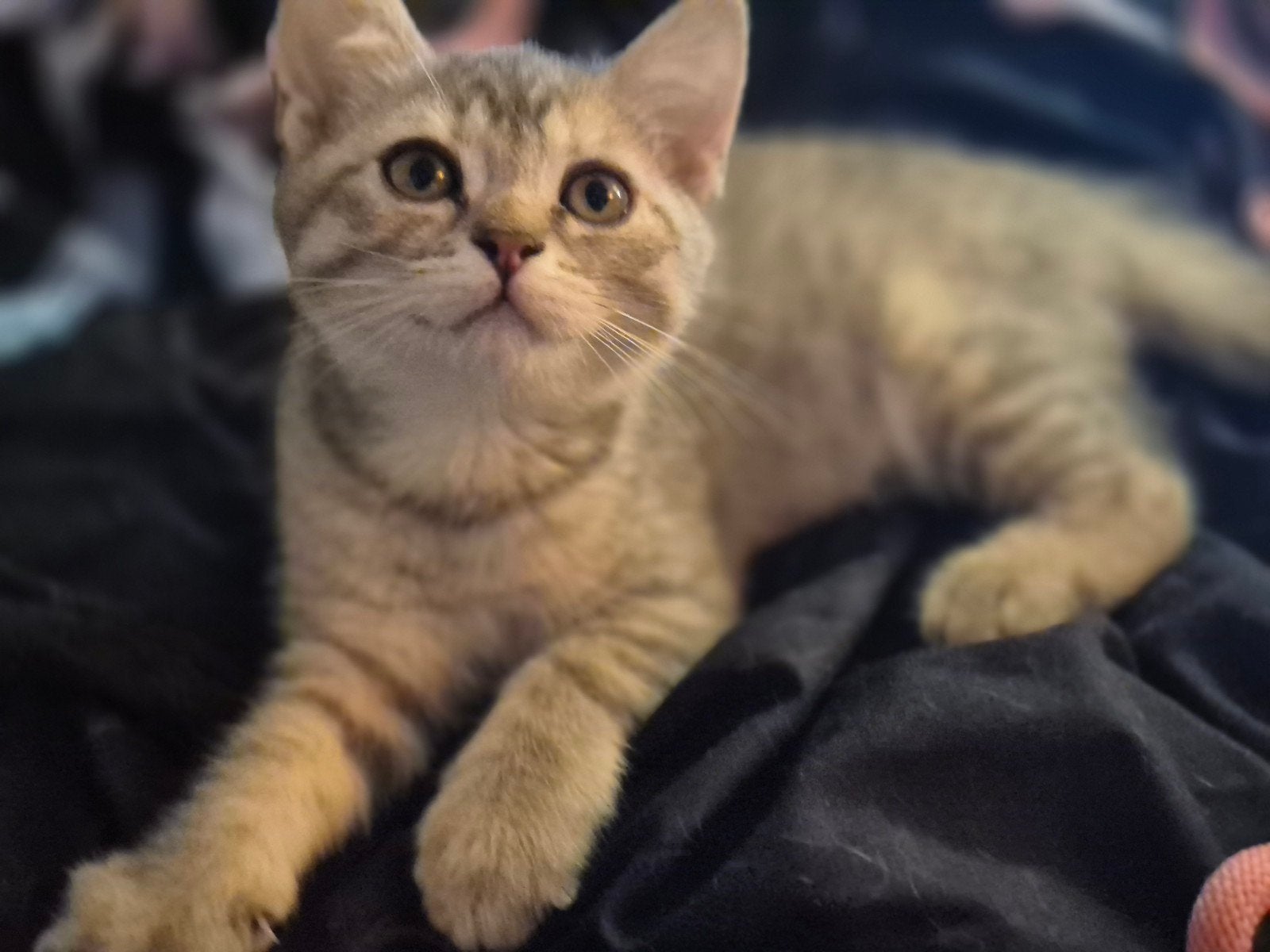 5 hele mooie lieve Britse korthaar kittens, Dieren en Toebehoren, Meerdere dieren, Ontwormd