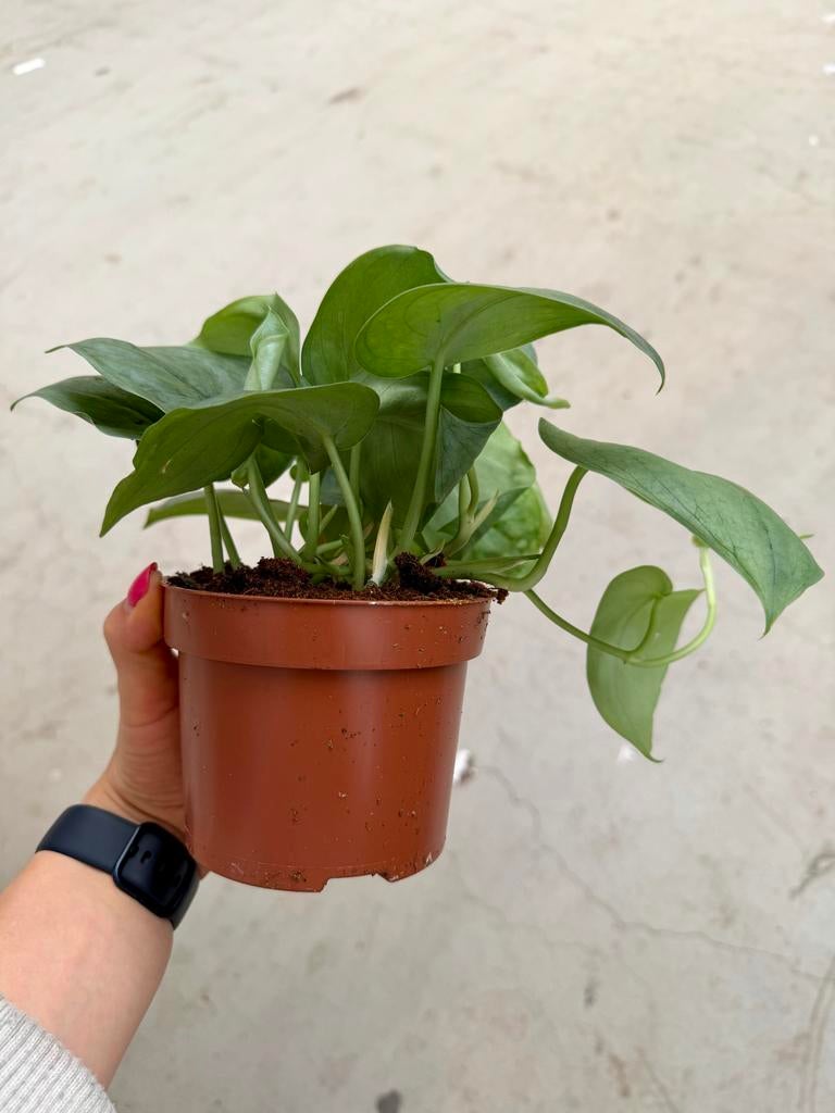 Scindapsus Silver Hero p12, Overige soorten, In pot, Minder dan 100 cm, Groene kamerplant