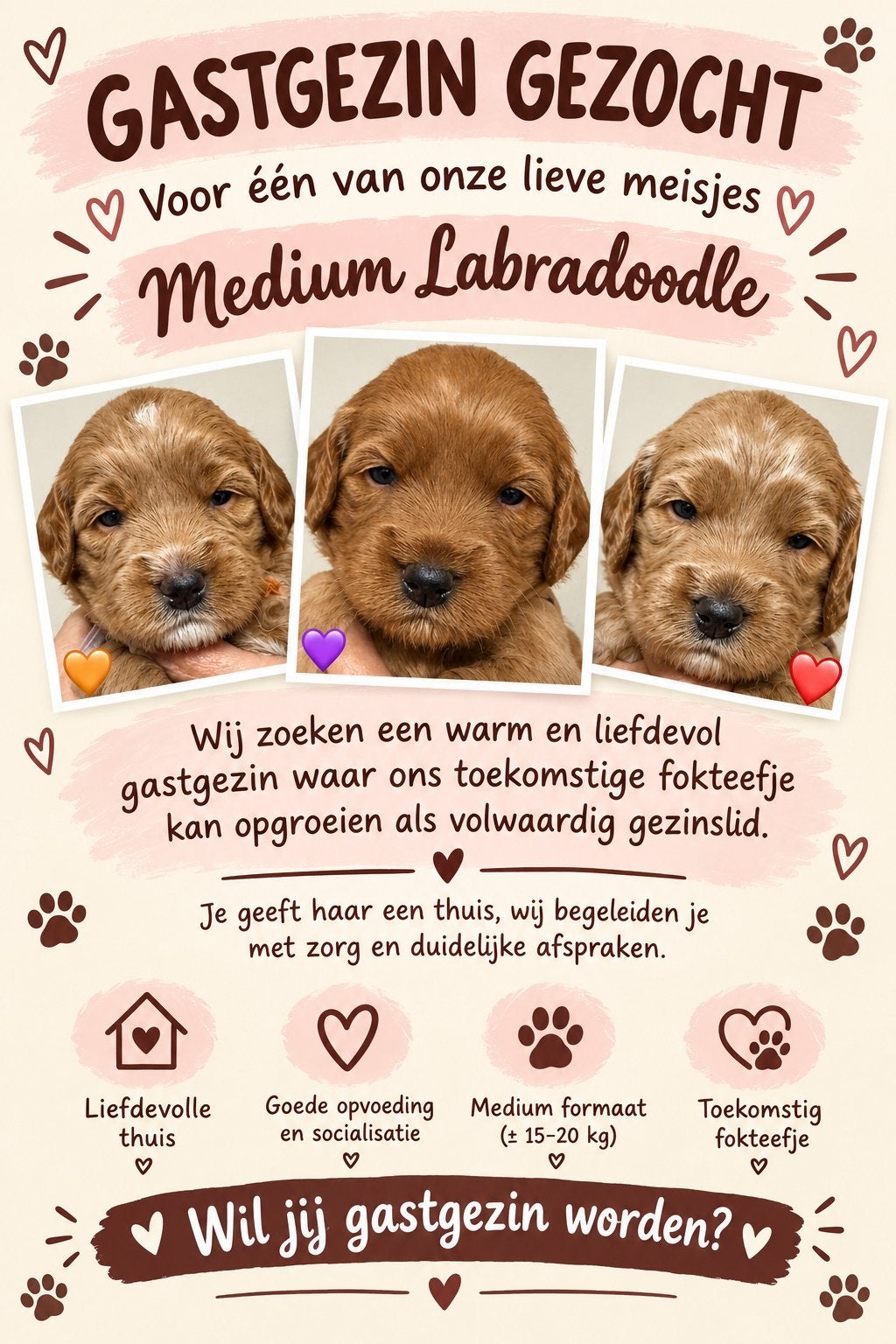 Gast gezin gezocht voor labradoodle teefje, Overige rassen, 8 tot 15 weken, Teef, Eén hond