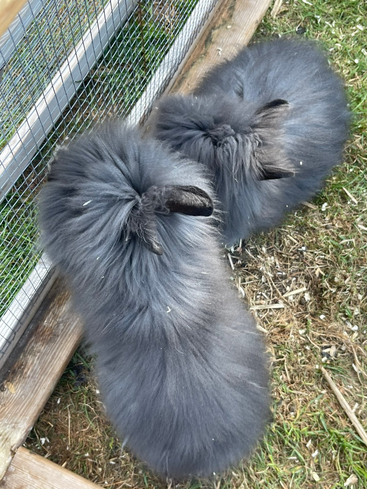 Teddy mannetjes … 3 maanden oud, Mannelijk, 0 tot 2 jaar