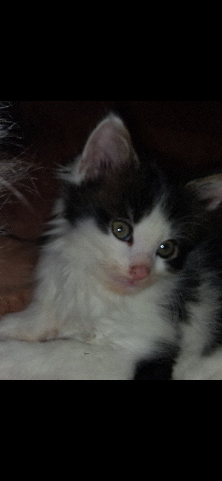 maine coon katertjes, Dieren en Toebehoren, Katten en Kittens | Raskatten | Langhaar, Kater, Ontwormd, 0 tot 2 jaar