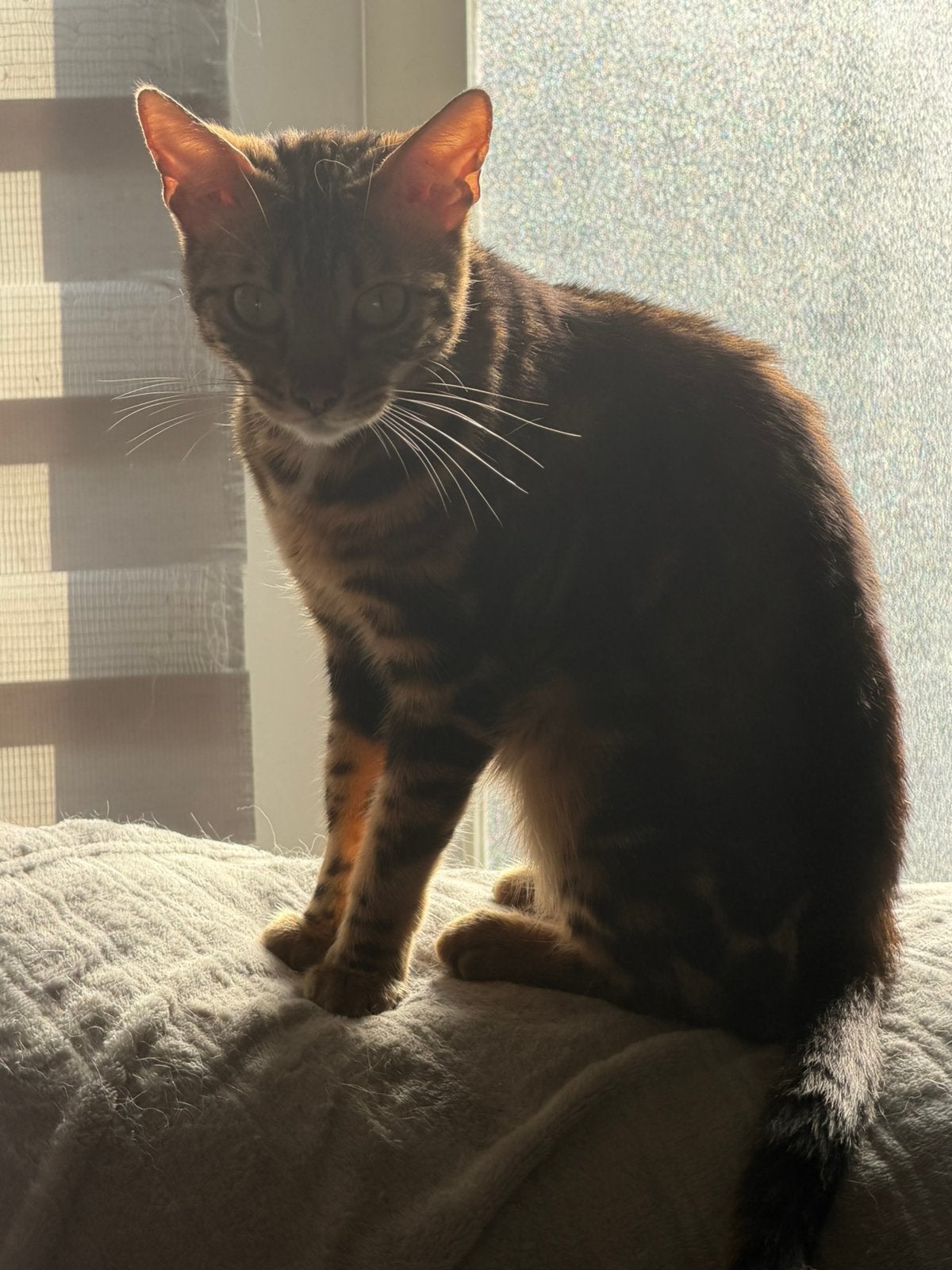Bengaal poes zoekt gouden huisje, Poes, Kortharig, 3 tot 5 jaar