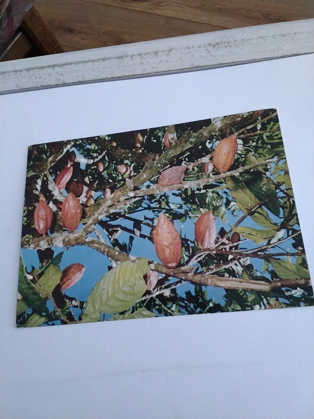 SURINAAMSE CACAO, Ophalen of Verzenden, Voor 1920