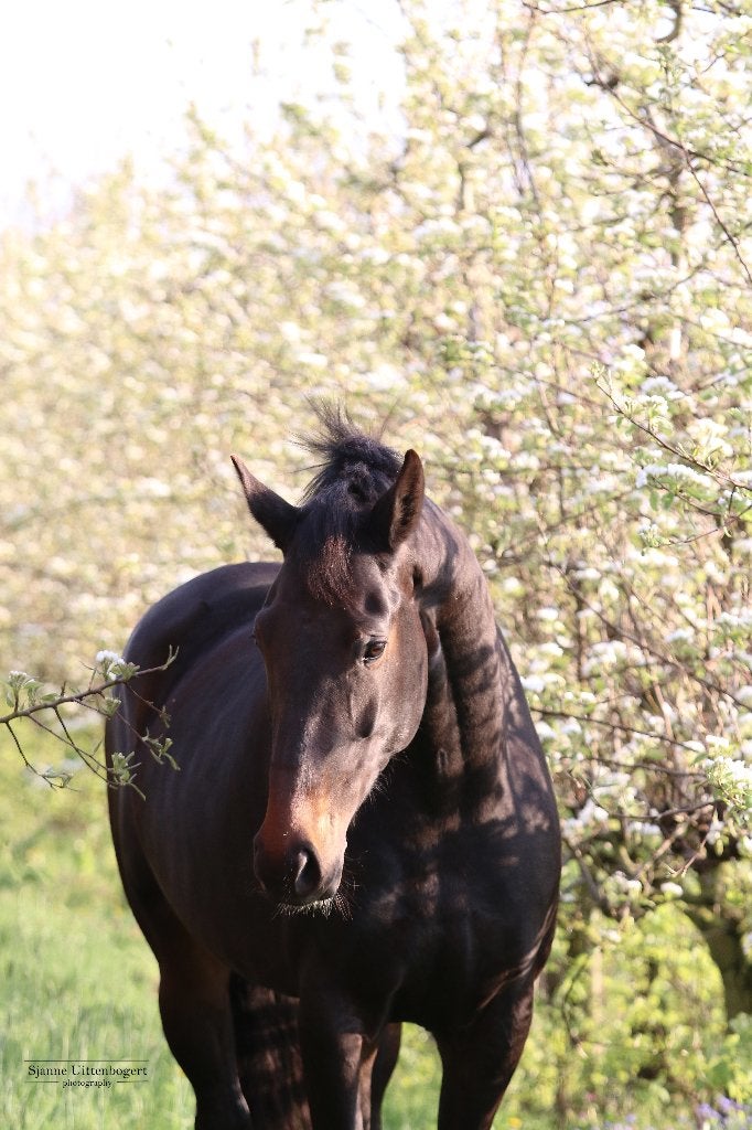 Lieve 8-jarige merrie te koop (Desperado X Ferro), Dieren en Toebehoren, Paarden, Merrie, Met stamboom, M, Dressuurpaard
