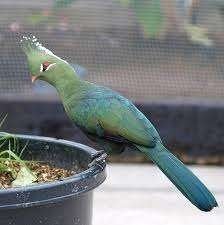 Livingstone toerako, Dieren en Toebehoren, Meerdere dieren, Tropenvogel, Tam