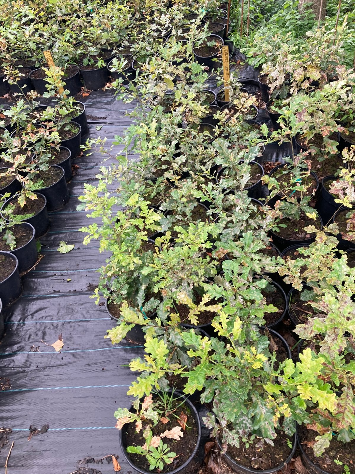 Jonge Eikenbomen in Pot - Diverse Maten Beschikbaar, Tuin en Terras, Bloeit niet, 100 tot 250 cm, Volle zon, In pot