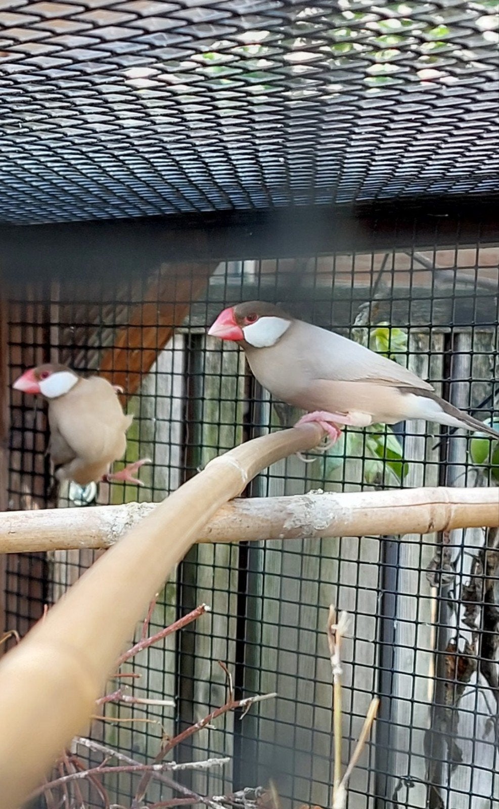 prachtig koppel rijstvogels, Dieren en Toebehoren, Meerdere dieren, Wildzangvogel, Geringd