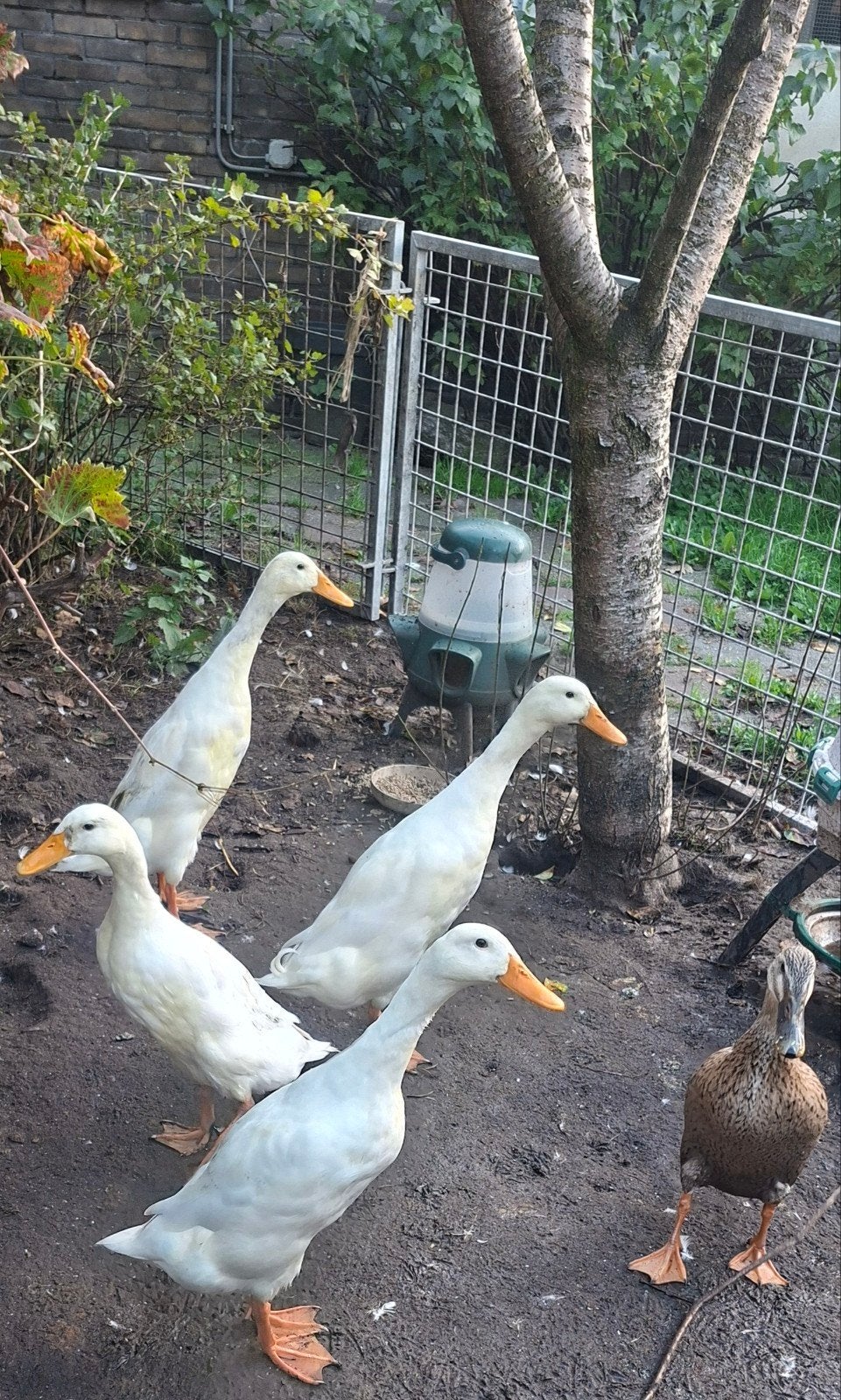 1 man en 1 vrouw te koop Indische loopeenden, Dieren en Toebehoren