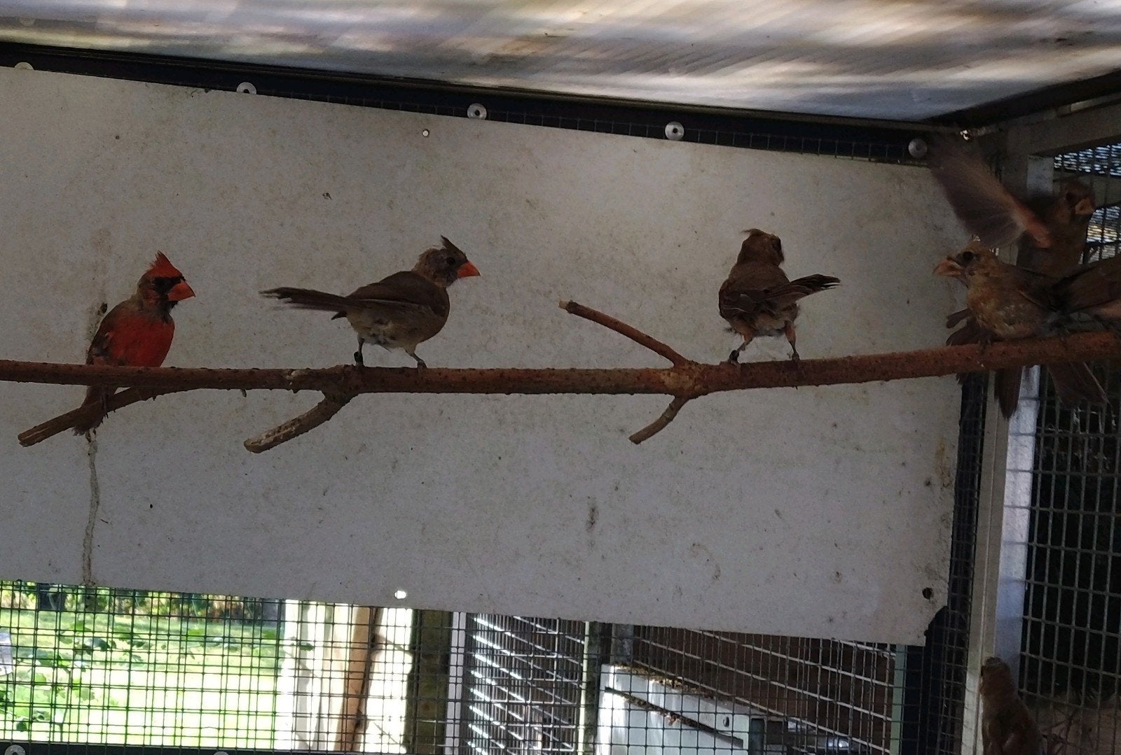 rode kardinalen, Meerdere dieren, Geringd