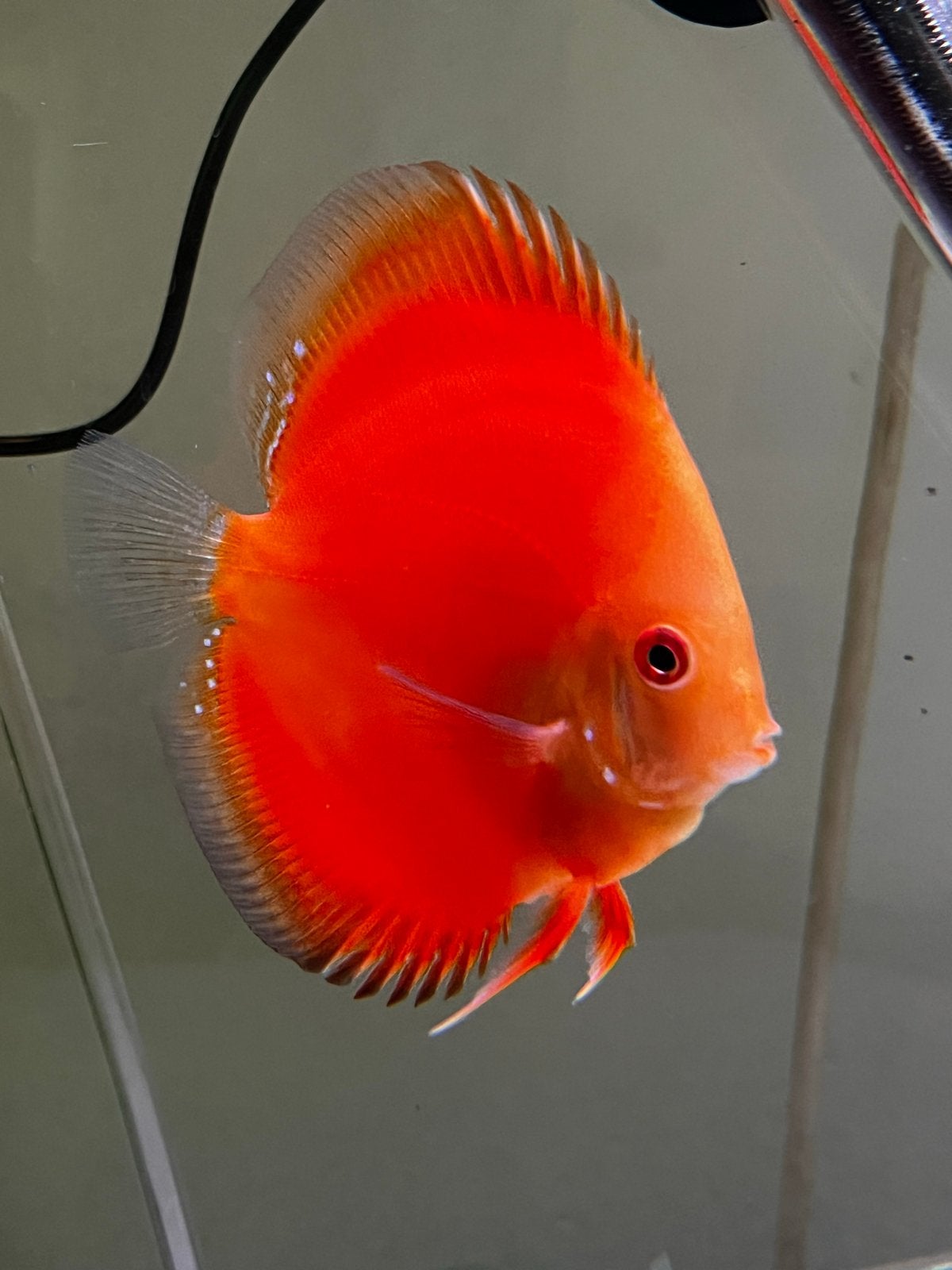13-14cm discusvis, Dieren en Toebehoren, Vis