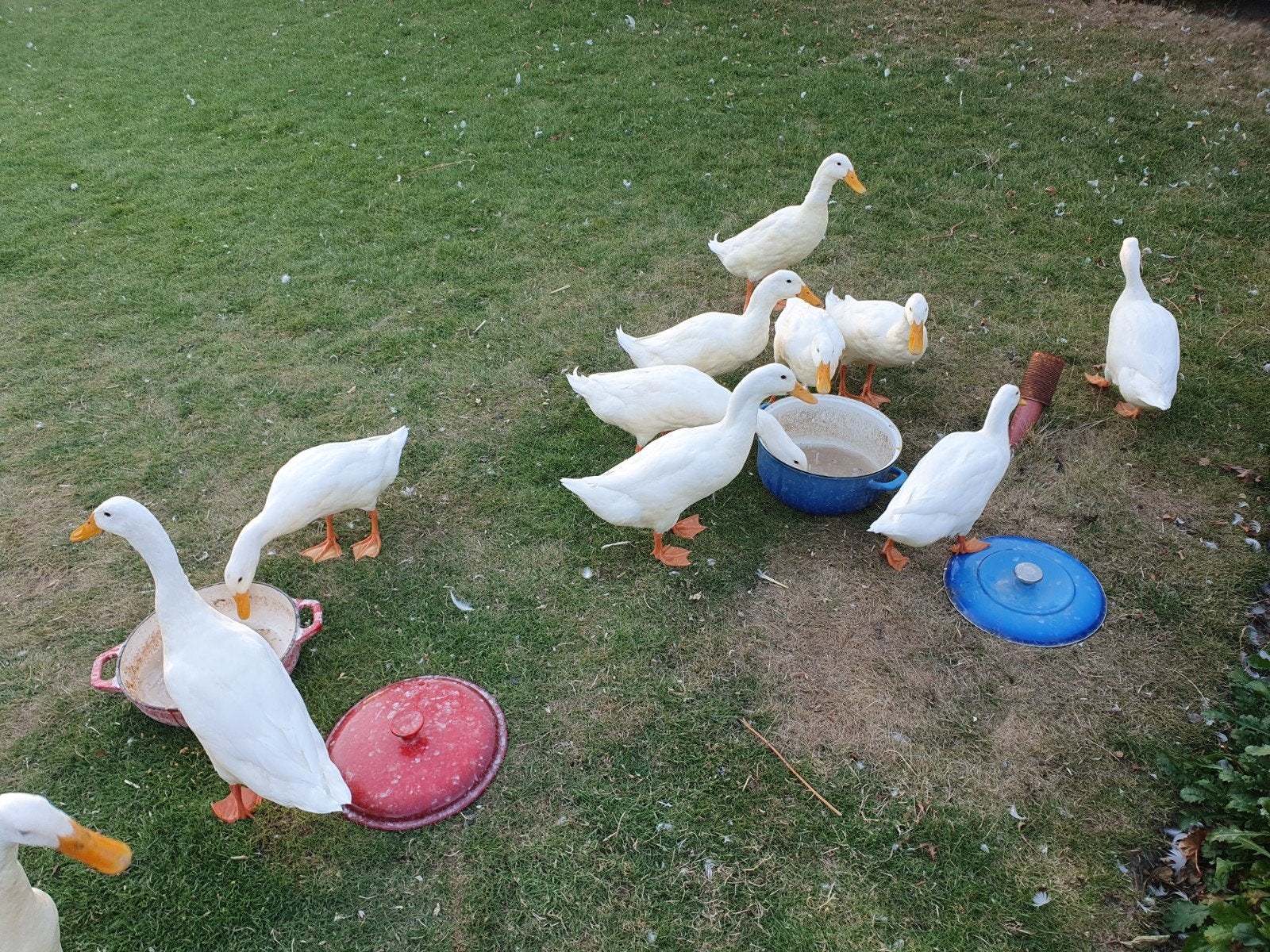 witte Indische loopeenden, Dieren en Toebehoren, Pluimvee, Mannelijk, Eend