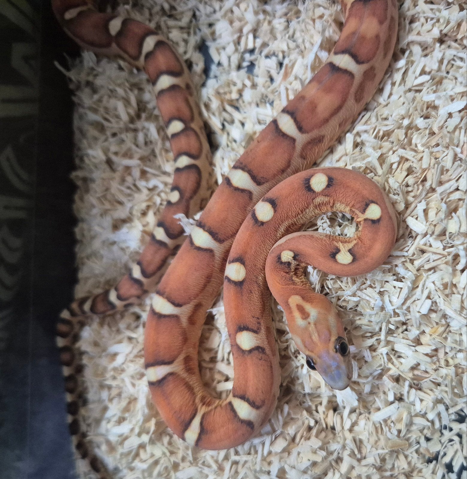 scaleless pantherophis guttatus Rat Snake - unknown for sale from James