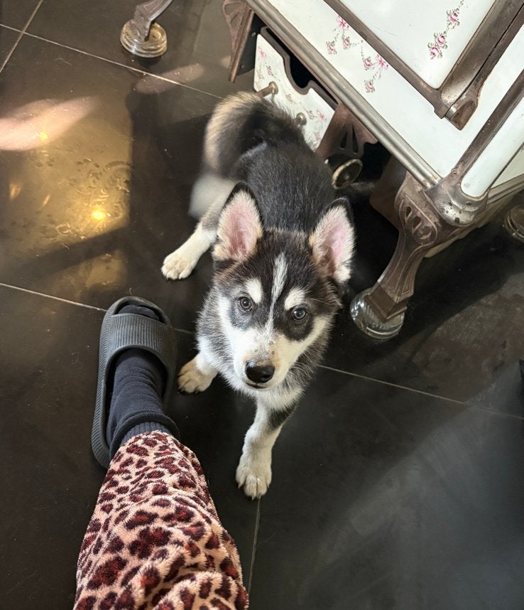 Pomsky F1b Pup Reu 12 weken Geteste Ouders, Reu, 8 tot 15 weken, Poolhond, Eén hond