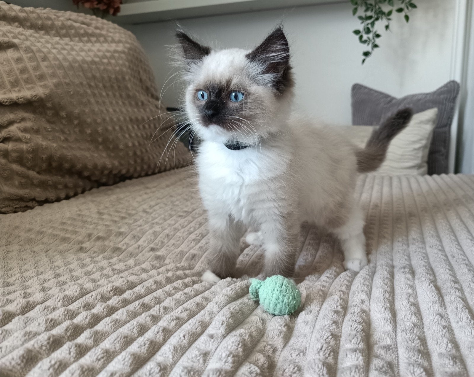 Prachtige Ragdoll kittens zoeken een liefdevol thuis, Meerdere dieren, Langharig, 0 tot 2 jaar