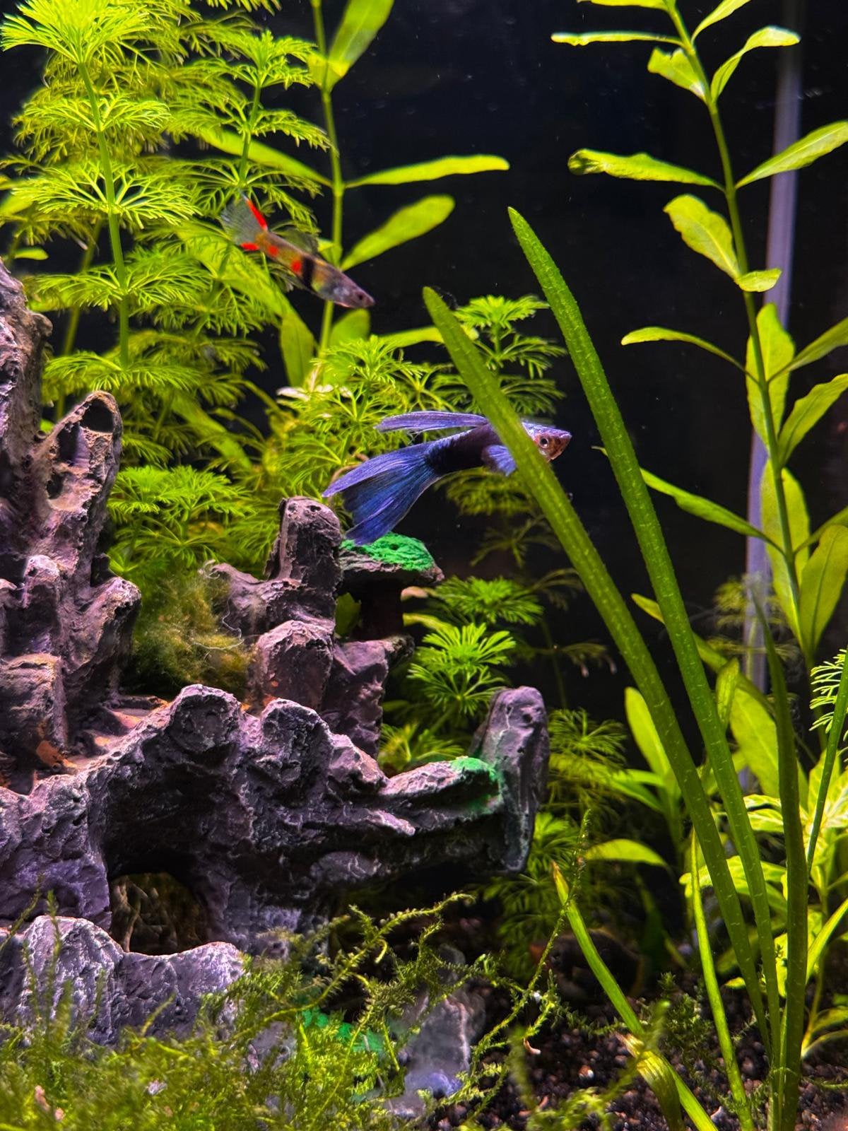 Platy en guppen baby visjes te koop, Vis