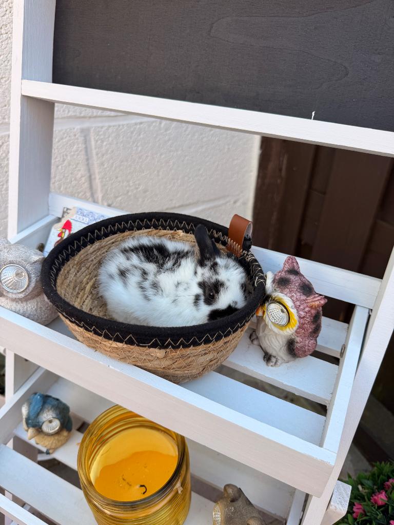 Dwerg konijntjes, Dieren en Toebehoren, Meerdere dieren, Dwerg