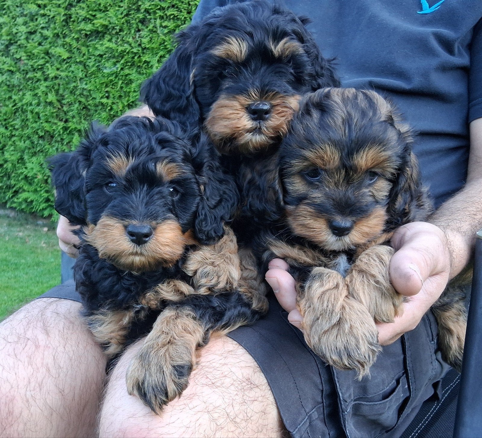 Lieve en super mooie cockapoo pups, 8 tot 15 weken, Meerdere, Meerdere dieren, Nederland