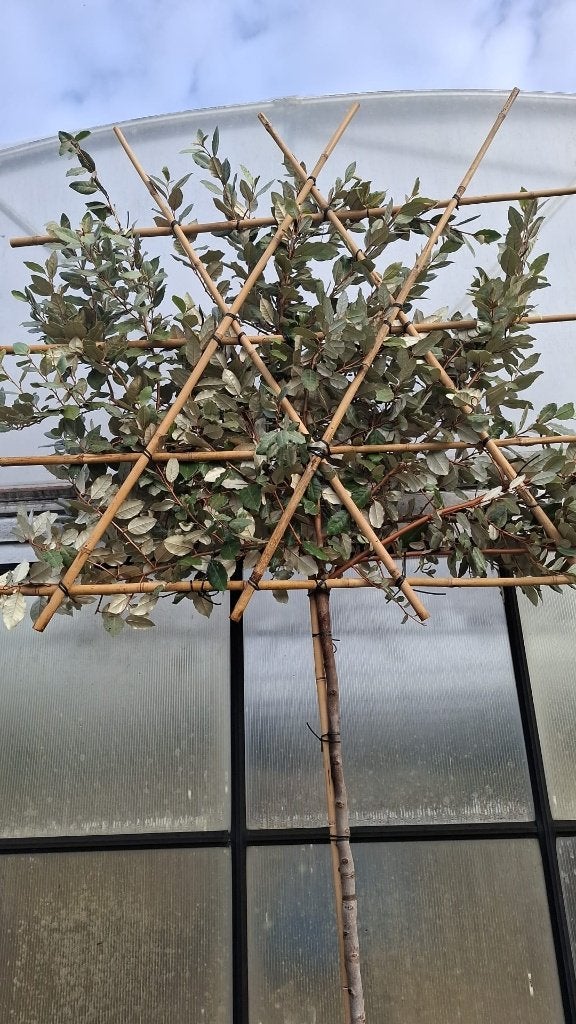 Prachtige Lei Elaeagnus Olijfwilg, Tuin en Terras, Herfst, Leiboom, Ophalen of Verzenden, 250 tot 400 cm