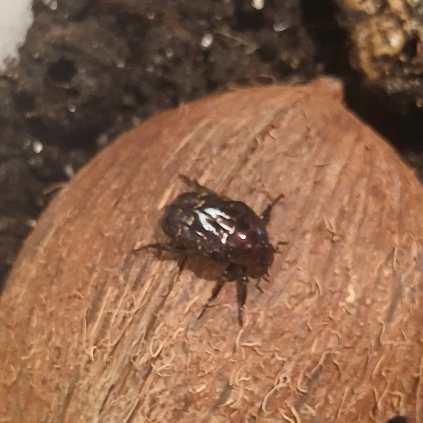 Protaetia Formosana kever, Overige soorten