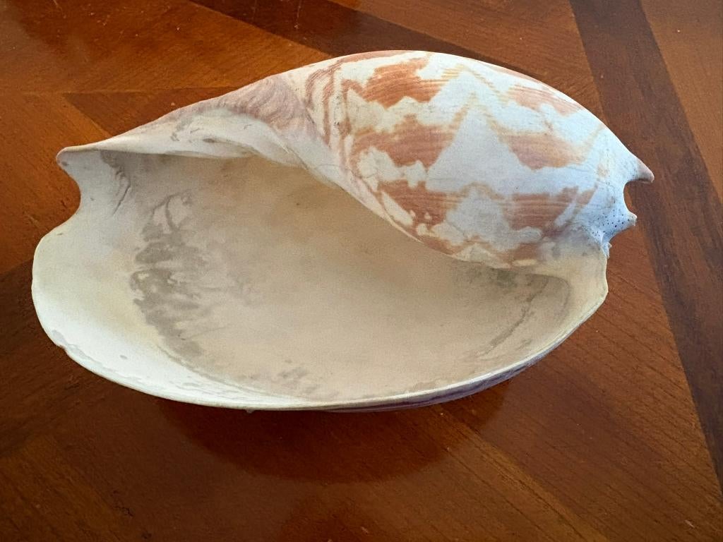 Grote zeeschelp, Verzamelen, Mineralen en Fossielen, Ophalen of Verzenden, Fossiel