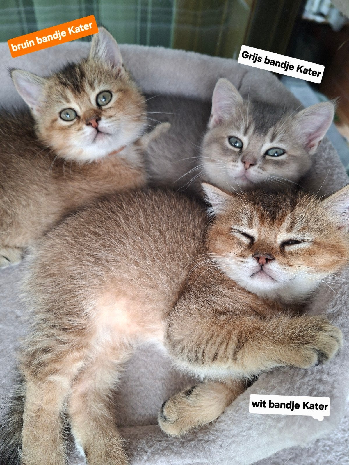 Britse Korthaar Golden kittens, Kater, Ontwormd, 0 tot 2 jaar