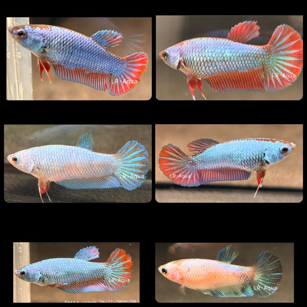 Betta Kempvis vrouwen HMPK, Vis