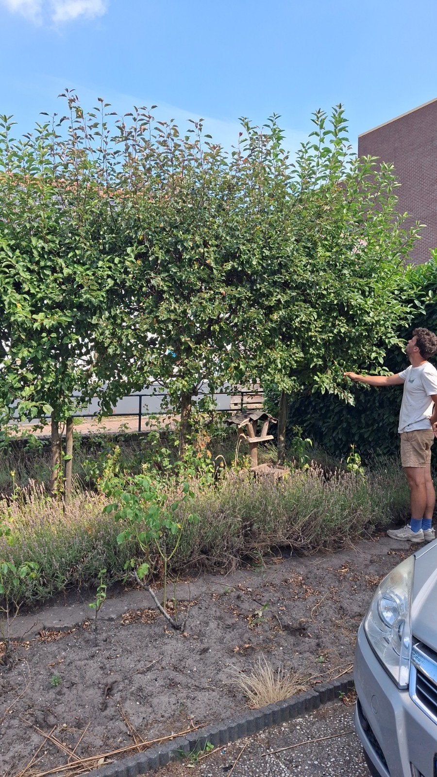 gratis Sierappel en Sierpeer bomen, Tuin en Terras, Volle zon, Lente, 250 tot 400 cm, Overige soorten