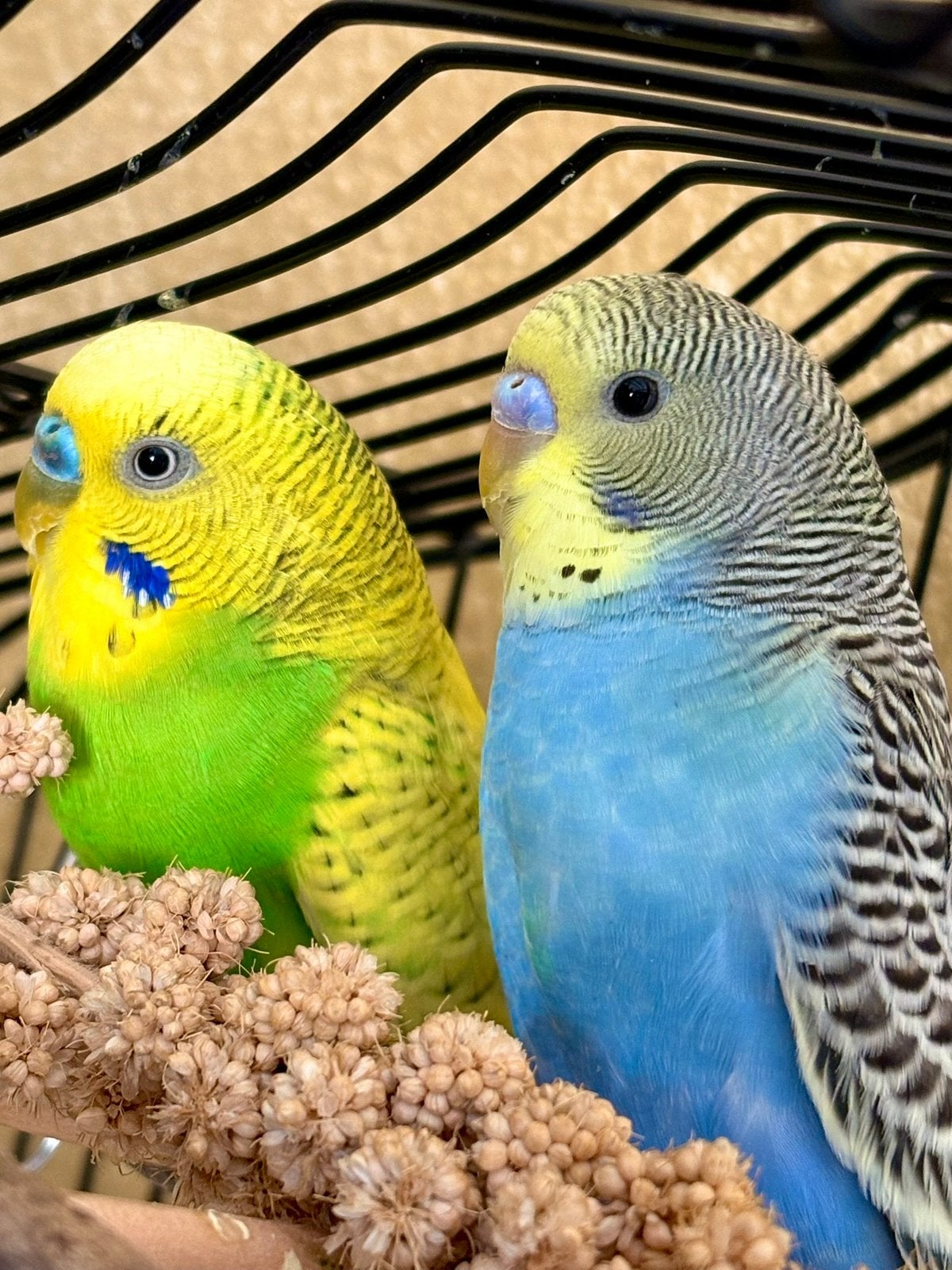 2 tamme grasparkieten met kooi, Meerdere dieren, Parkiet