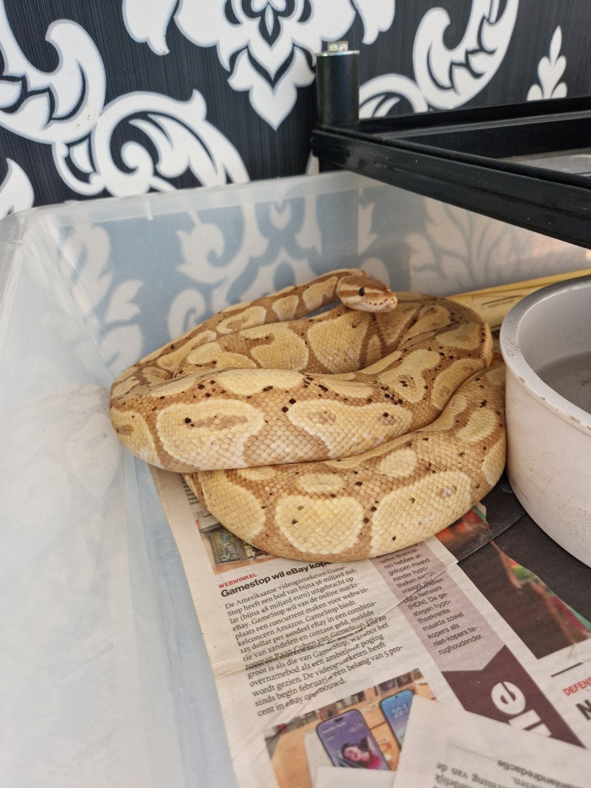 koningspython banana Ball Python - unknown for sale from erik van gulden
