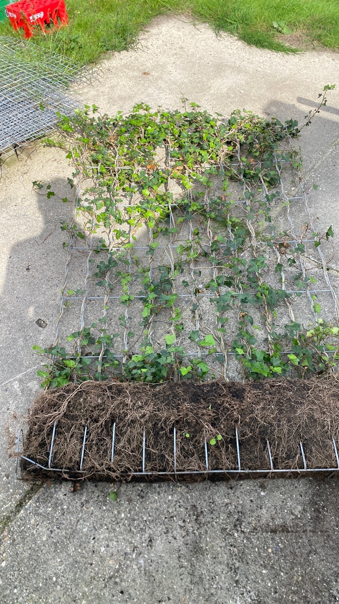 Hedera scherm kant en klaar, Ophalen, Bloeit niet, Klimplanten, Halfschaduw