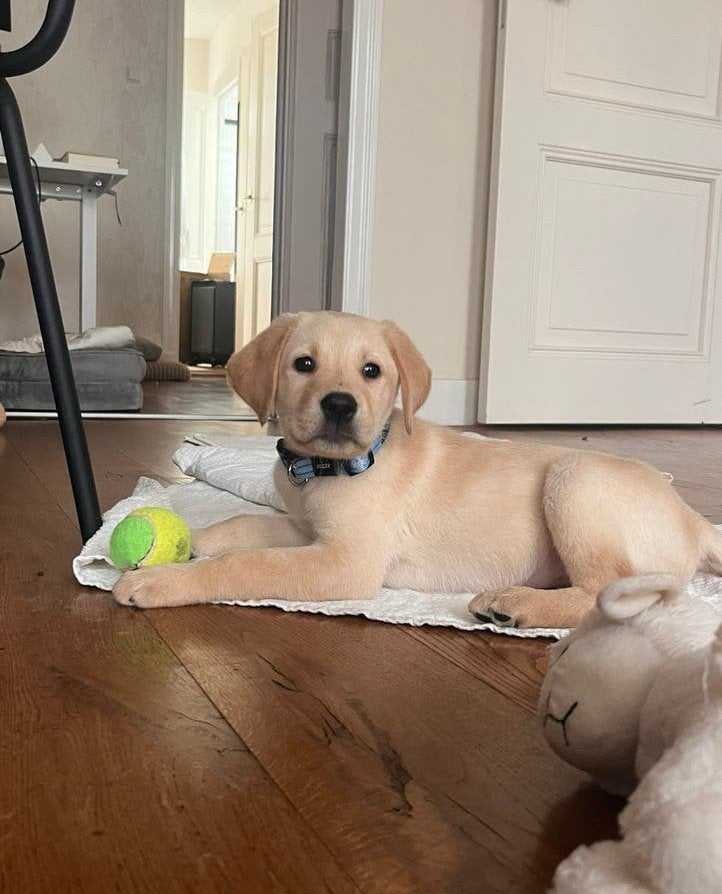 Labrador pup 10 weeks old, blonde, Dieren en Toebehoren, Reu, CDV (hondenziekte), 8 tot 15 weken, Labrador retriever