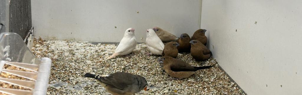 Zilverbekjes 2025, Dieren en Toebehoren, Vogels | Overige Vogels, Meerdere dieren, Tropenvogel