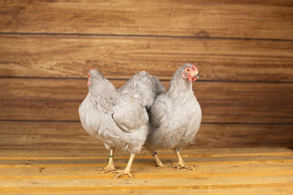 Wyandotte krielkip | Tamme kippen | Passend advies, Dieren en Toebehoren, Pluimvee, Vrouwelijk, Kip