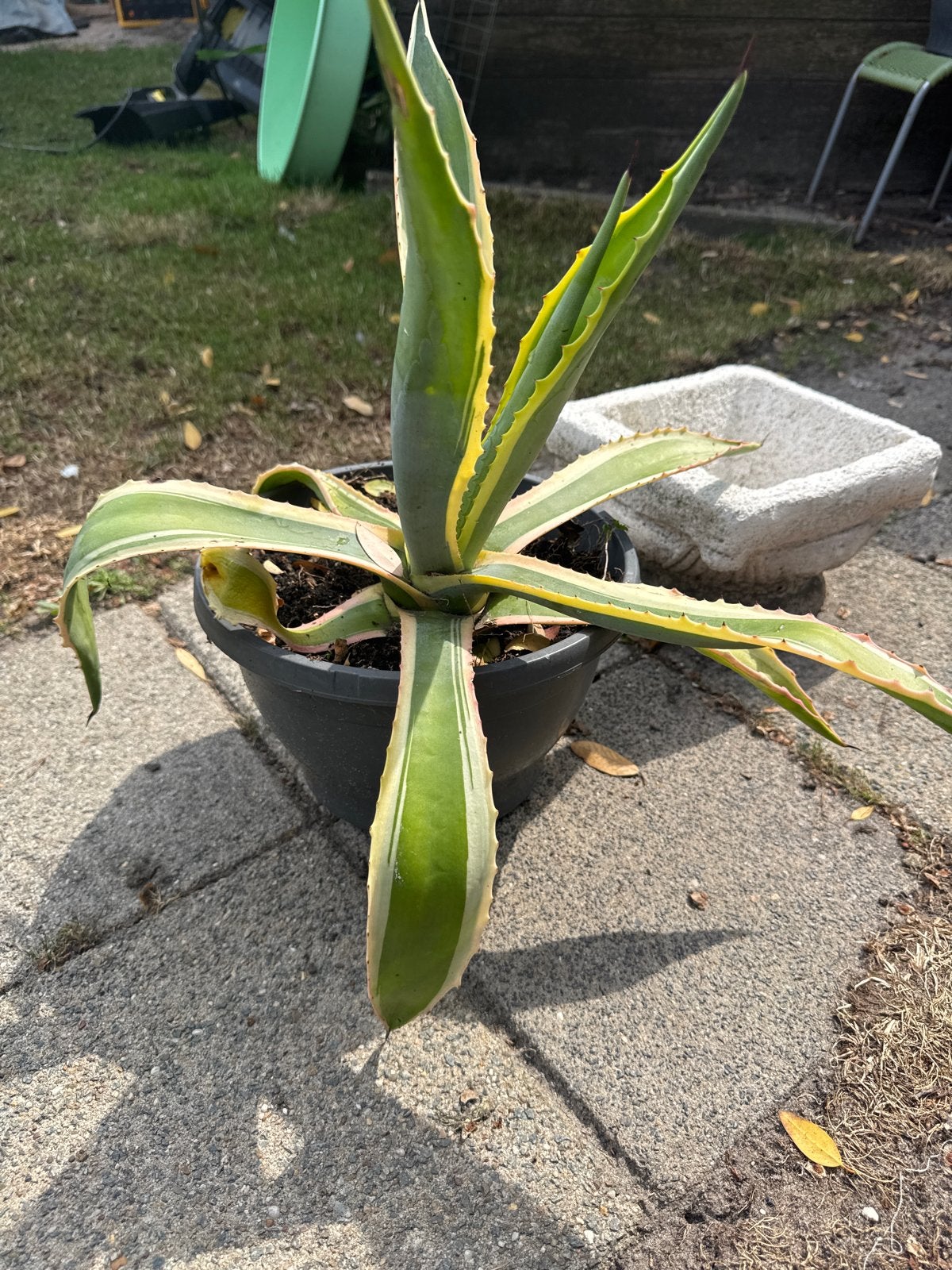 Agave plant in pot - Ideaal voor zonnige plekken, Volle zon, Vaste plant, Bloeit niet, Ophalen