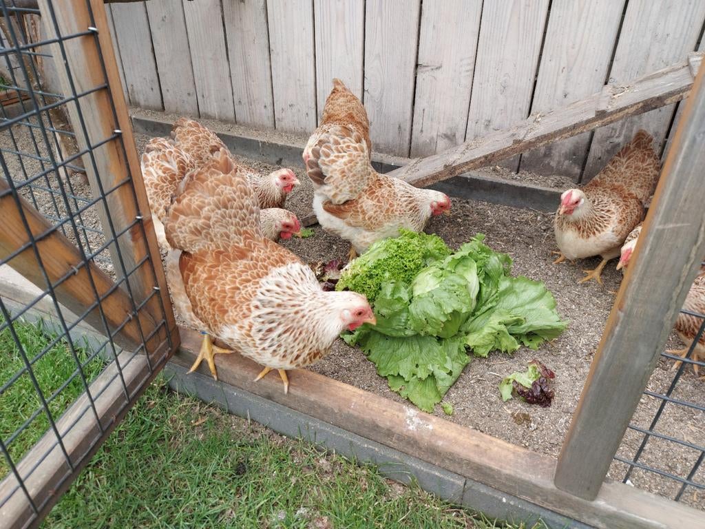 Wyandotte kriel hennetjes zalmkleur, Dieren en Toebehoren, Pluimvee, Vrouwelijk, Kip